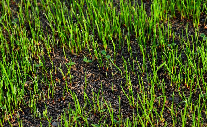 Springtime Lawn Care