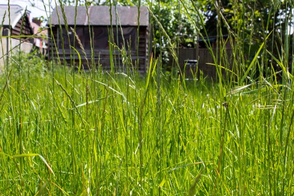Cost of Overgrown Lawn Trimming in Jefferson City