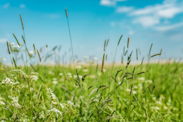 Cost of High Grass Trimming in Jefferson City